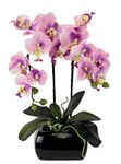 Flair Flower Orchidée en Pot, Rose, 55x22x14 cm