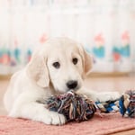 Retriever Puppy Greeting Sound Card By Really Wild Cards