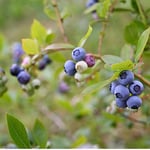 Blåbär Omnia Garden Amerikanskt Vaccinium Roxy Blue