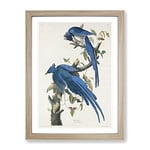 Columbia Jay By John James Audubon Vintage Framed Wall Art Print, Ready to Hang Picture for Living Room Bedroom Home Office Décor, Oak A4 (34 x 25 cm)