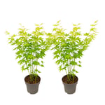 Japansk lönn - Set om 2 - Acer palmatum 'Going Green' - Höjd 35-55cm - ⌀15cm