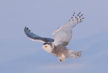 Snowy owl Bubo scandiacus isolated on a blue background flies low hunting over an open snowy field in Canada