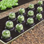 ID MARKET - Cloche à salades x12 serre de protection pour plants