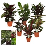 Calathea Ulike Varianter 19 Cm