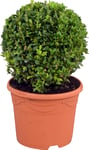 Buxbom lat. Buxus sempervirens Klot 25-30cm