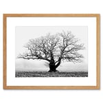 Wee Blue Coo Old Oak Tree Black White Mist Fog Photo Framed Art Print Picture & Mount F12X634