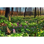 Papier Peint Photo INTISSÉ-(204078)-FORÊT EN FLEURS-300x223cm-6 lés-Mural Poster Géant XXL-Fleur Beach Mer Océan Nature Jungle