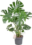 Monstera Deliciosa, uden potte, 2 stk