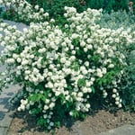 Häck Omnia Garden Doftschersmin Philadelphus 80-100 cm