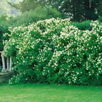 Prydnadsbuske Omnia Garden Småblommig Schersmin