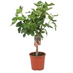 Omnia Garden Fikonträd Bornholm Ficus carica 'Bornholms Diamant', stam 80/90 cm GTG50206