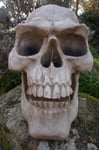 HF1274   FIGURINE GEANTE CRANE TETE DE MORT 48X40X34  CM  SKULL PROMO