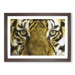 Big Box Art Eye of The Tiger Painting Framed Wall Art Picture Print Ready to Hang, Walnut A2 (62 x 45 cm)