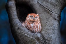 Eastern Screech Owl Red Morph Poster 70x100 cm