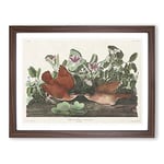 Key West Doves Bird By John James Audubon Vintage Framed Wall Art Print, Ready to Hang Picture for Living Room Bedroom Home Office Décor, Walnut A2 (64 x 46 cm)