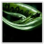 2 x Square Stickers 10 cm - Green Anaconda Snake Cool Gift #21647