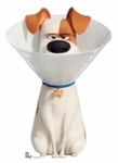 Max Jack Russell in Cone Collar Secret Life of Pets 2 Cardboard Cutout / Standee