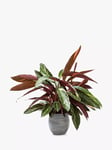 The Little Botanical Calathea Big Grey Ceramic Pot