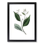 Big Box Art Gum Benjamin Tree Illustration Framed Wall Art Picture Print Ready to Hang, Black A2 (62 x 45 cm)