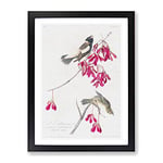 Rice Birds By John James Audubon Vintage Framed Wall Art Print, Ready to Hang Picture for Living Room Bedroom Home Office Décor, Black A3 (34 x 46 cm)