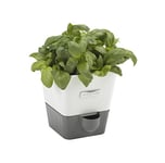 Cole & Mason Burwell Self-Watering Potted Herb Saver, Windowsill Herb Planter Indoor/Herb Box/Indoor Herb Garden, Single, Suitable for 1 pot (85 mm), Includes 4 x Pads