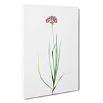 Big Box Art Rosy Garlic Flowers by Pierre-Joseph Redoute Canvas Wall Art Framed Picture Print, 30 x 20 Inch (76 x 50 cm), White, Beige