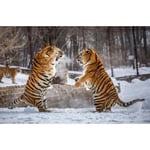 Papier Peint Photo INTISSÉ-(181459)-TIGRE DE LUTTE-350x260 cm-7 lés-Mural Poster Géant XXL-Animaux-Mer Océan Nature Jungle Forêt