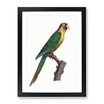 Musk Lorikeet By F. Levaillant Vintage Framed Wall Art Print, Ready to Hang Picture for Living Room Bedroom Home Office Décor, Black A2 (64 x 46 cm)