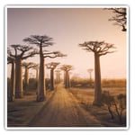 2 x Square Stickers 7.5 cm - Baobab Trees Madagascar Tree Cool Gift #3090