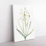 Big Box Art Ornithogalum Flowers by Pierre-Joseph Redoute Canvas Wall Art Print Ready to Hang Picture, 76 x 50 cm (30 x 20 Inch), White, Green, Beige