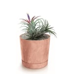 Botle Pot De Fleur Rond Terre Cuite Marron Plastique Beton Effect Cache Pot 14,7 Cm Decoratif Bac A Plantes Avec Soucoupe Fleurs