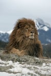 Barbary lion Panthera leo leo