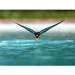 Artery8 Sanchezn Swallow Bird Drinking Swimming Pool Photo Unframed Wall Art Print Poster Home Decor Premium