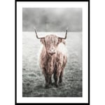 Poster Gallerix Highland Cow