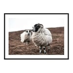 Poster Gallerix Farm Sheep