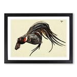 Big Box Art Vintage Harry Johnston The King of The Widow-Finches Framed Wall Art Picture Print Ready to Hang, Black A2 (62 x 45 cm)