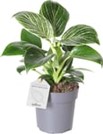 Philodendron White Measure, uden potte, 6 stk