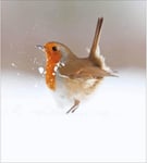 Robin our Winter Festive Friend in Snow - 5 Charity Premium Christmas Cards Pack