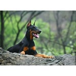 Papier Peint Photo INTISSÉ-(204024)-DOBERMAN PINSCHER-300x223cm-6 lés-Mural Poster Géant XXL-Fleur Beach Mer Océan Nature Jungle