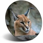 Awesome Fridge Magnet - Caracal African Lynx Cat Cool Gift #3171