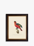 Brookpace Lascelles 'Tropical Bird IV' Framed Print & Mount, 60 x 50cm, Red