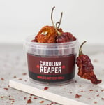 Spicentice Carolina Reaper Chilli Pot - World's Hottest - 100% Natural