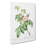 Big Box Art Apple Rose in Pink by Pierre-Joseph Redoute Canvas Wall Art Framed Picture Print, 30 x 20 Inch (76 x 50 cm), White, Green