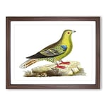 Madagascar Pigeon Bird By George Shaw Vintage Framed Wall Art Print, Ready to Hang Picture for Living Room Bedroom Home Office Décor, Walnut A2 (64 x 46 cm)