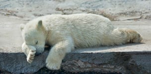 Sweet dreams of a polar bear cub The cute and cuddly animal baby which is going to be the most dangerous and biggest beast of the world Careless childhood of a live plush teddy