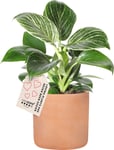 Philodendron White Measure, inkl. potte, 6 stk