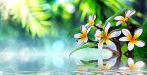 Zen garden with frangipani and vapour on water