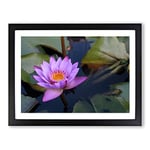 Pink Purple Flower Lotus No.1 Modern Framed Wall Art Print, Ready to Hang Picture for Living Room Bedroom Home Office Décor, Black A2 (64 x 46 cm)