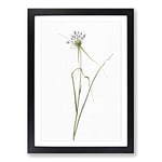 Big Box Art Keeled Garlic Flowers by Pierre-Joseph Redoute Framed Wall Art Picture Print Ready to Hang, Black A2 (62 x 45 cm)