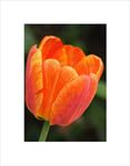 Wee Blue Coo NATURE BOTANY FLOWER ORANGE STRIPED TULIP BLACK FRAMED ART PRINT B12X4027